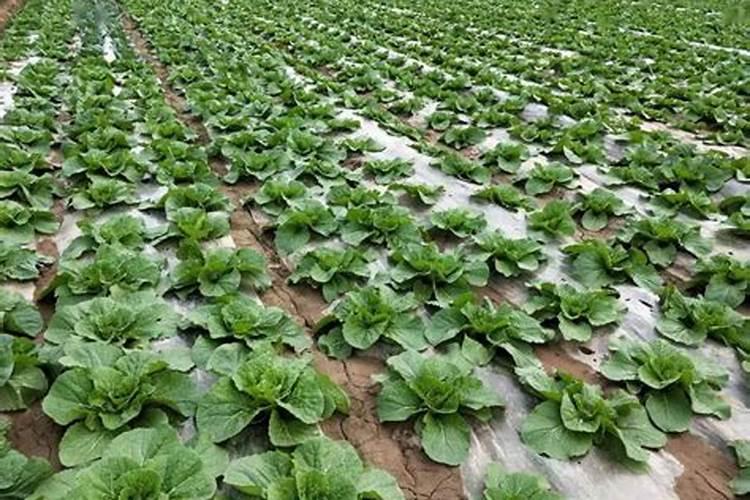 大白菜使用芸苔素内酯的技术和注意事项是什么？