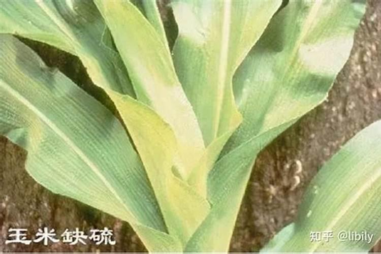 玉米缺硼,会导致玉米出现什么样的症状？