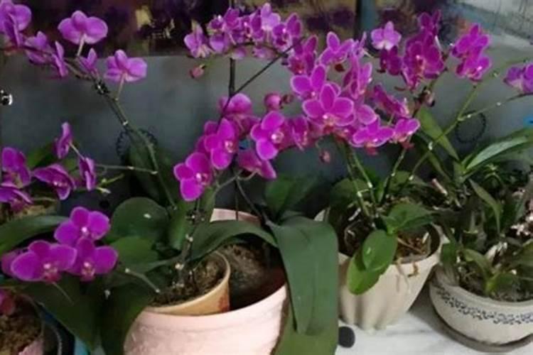 蝴蝶兰用什么肥,磷钾肥可促进花芽形成