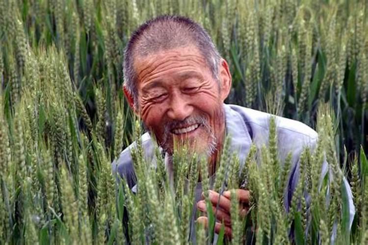 小麦叶面肥什么时候打效果好