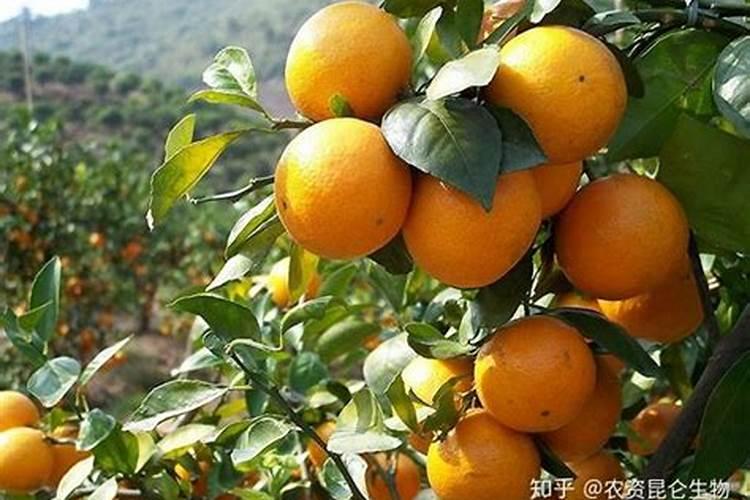 沃柑第三年挂果施肥方案是什么