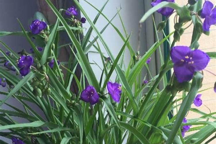 茉莉花花期可以喷洒叶面肥和防止虫害的药吗