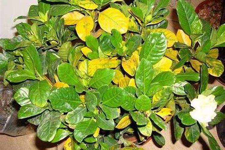 茶花施了磷肥,叶子开始发黄怎么办