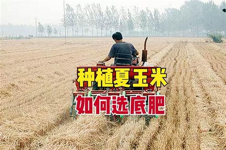 如何给小麦施钾肥？