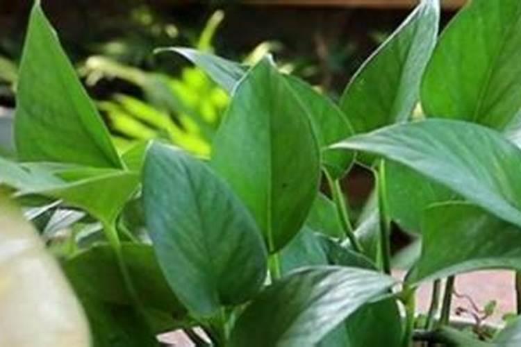 前几天在网上买了一个百合花种球,里面送了一包快速生根粉,那怎么用