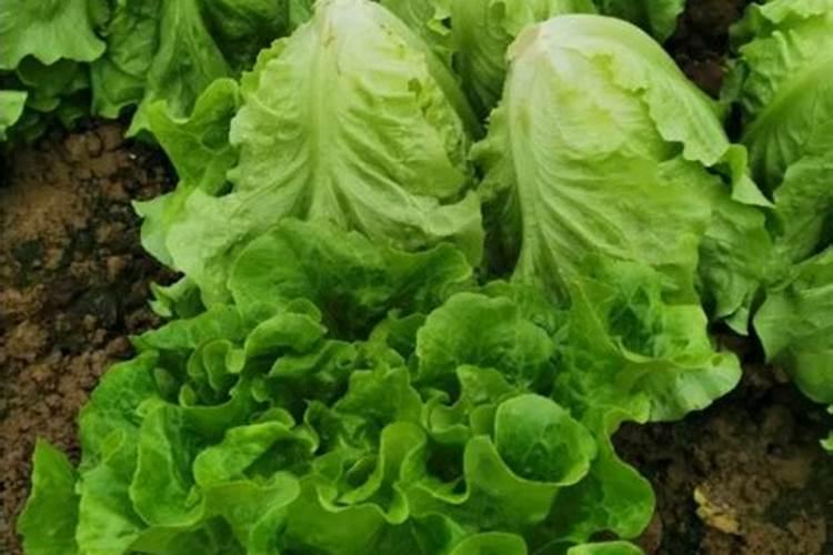 种菜用什么肥料最好