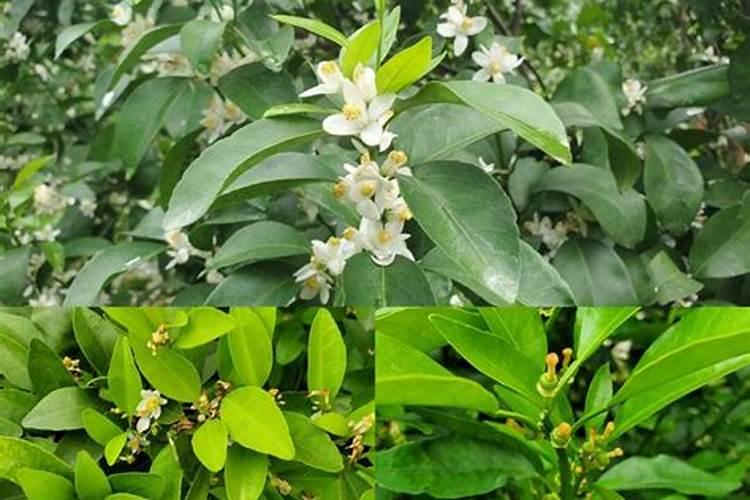 柑橘不同时期施肥有什么作用