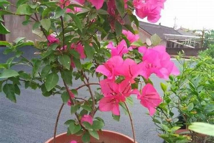 三角梅有花蕾后怎样浇水,施肥