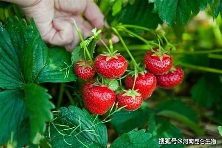 草莓开花结果期施什么肥
