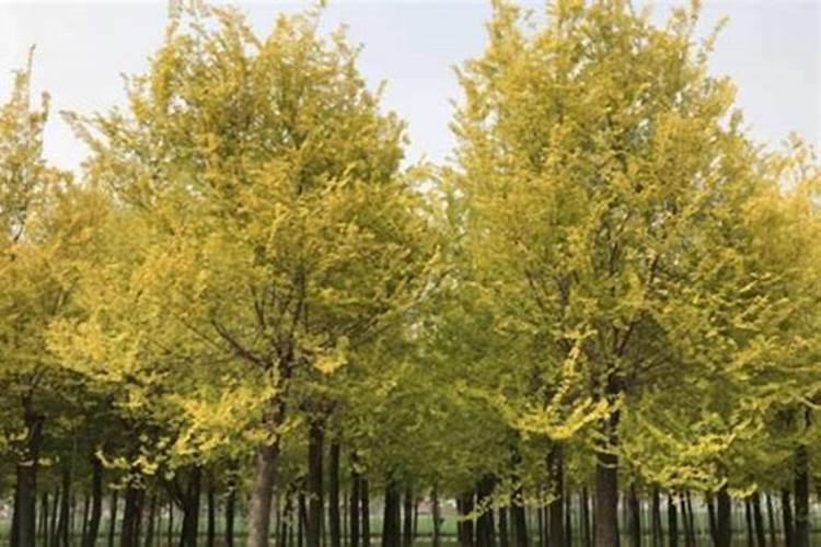 小叶榆树盆景怎么养 养护方法与管理注意事项