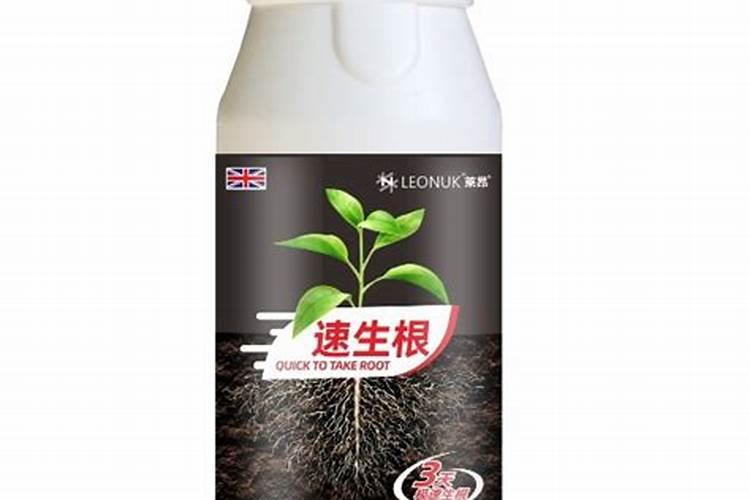 水培绿萝用什么肥料长得快