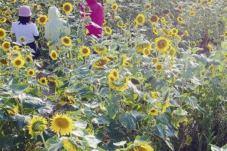 盐碱地用啥肥料才能改良过来