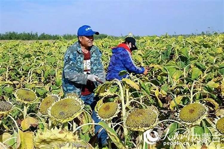 葵花一共浇几遍肥料