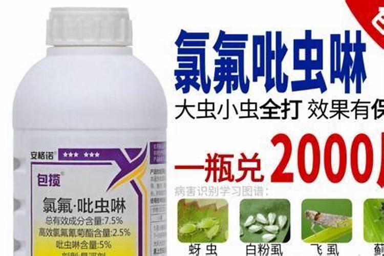 吡虫啉加上芸苔素内酯能治玉米粗缩病吗