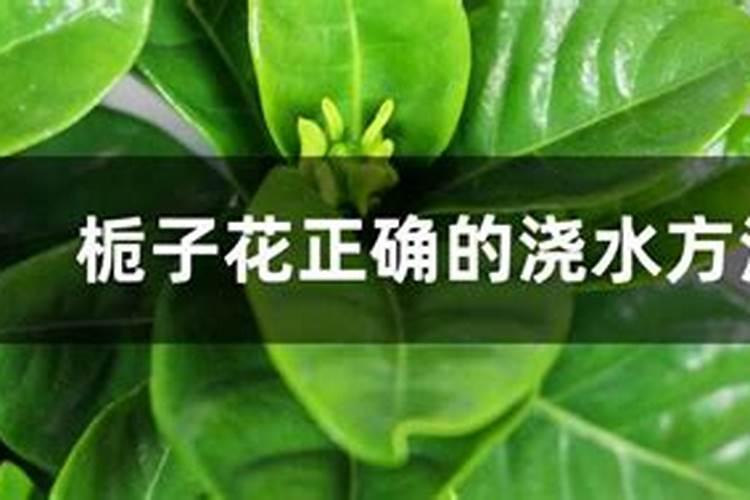 栀子花用什么药催花