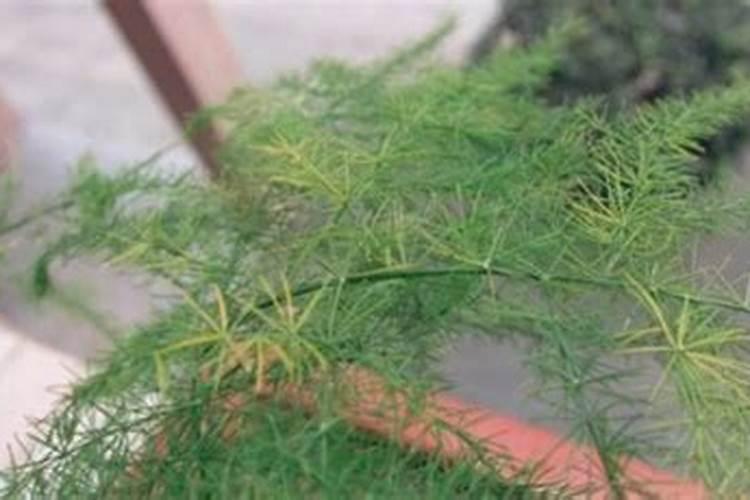 文竹发黄用什么肥料好