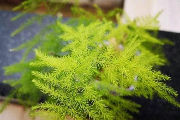 文竹浇什么肥料合适