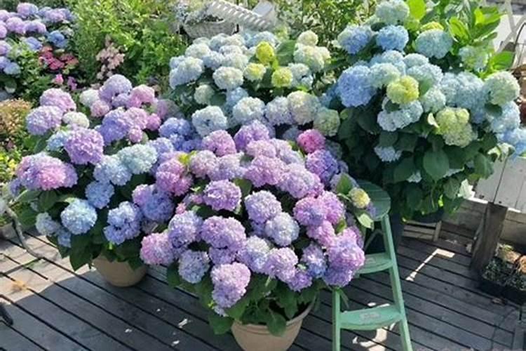 绣球花施肥时间和方法