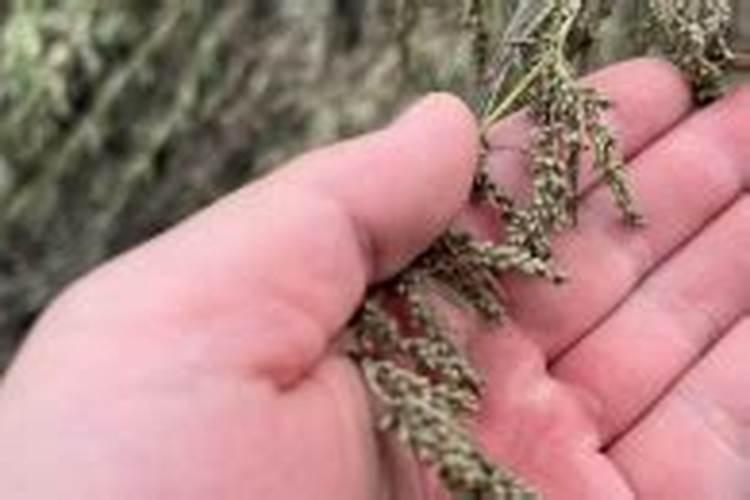 水稻铁锈病到底怎么治疗