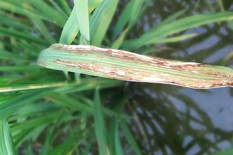 水稻叶片有锈斑是什么病