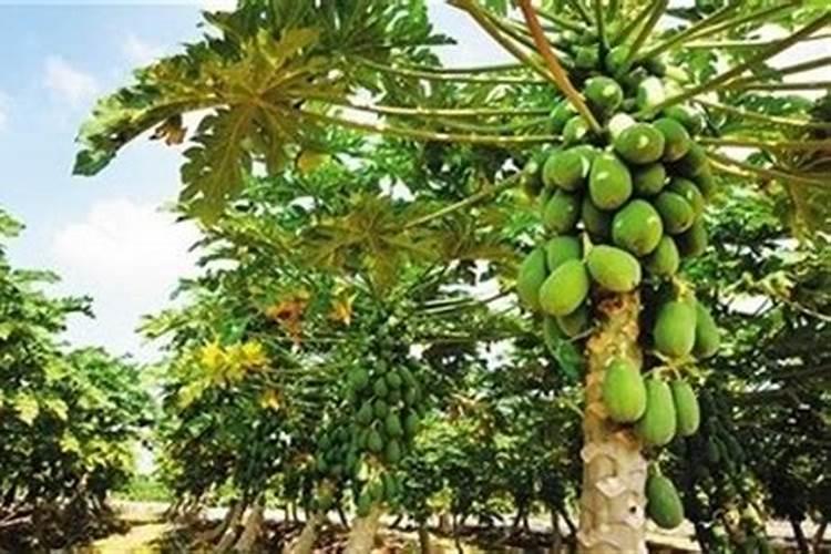 大豆喷什么叶面肥结果多？大豆膨大剂哪个牌子的好？