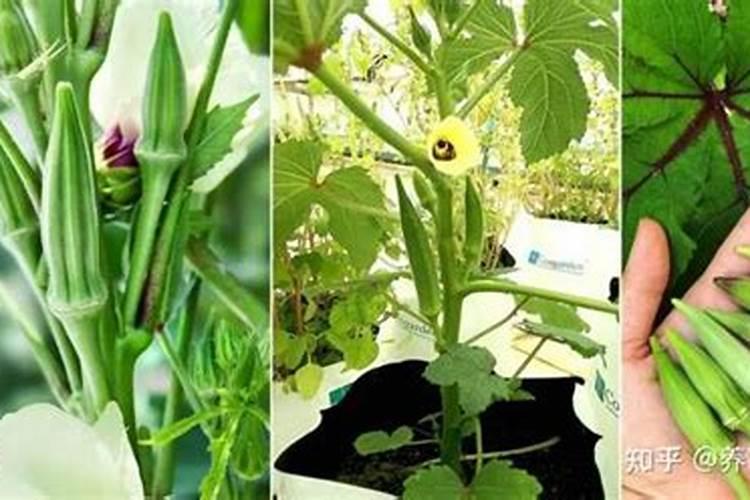 秋葵用什么肥料最好