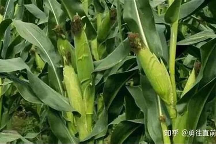 玉米最后一次施尿素可以吗