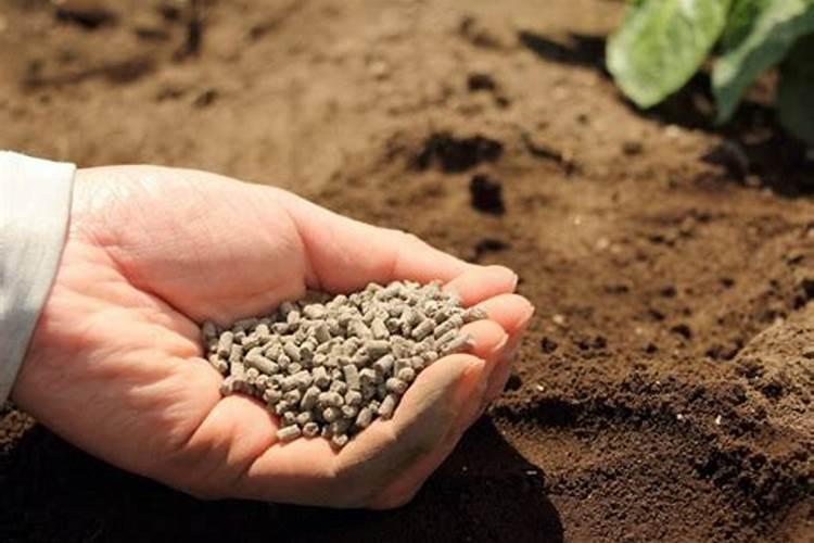 多肉植物用什么肥料比较好 多肉植物用哪些肥料比较好