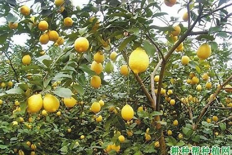 柠檬树施什么肥料最好