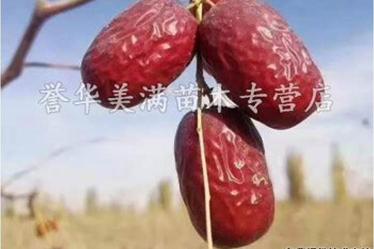 灰枣花期施用什么肥料