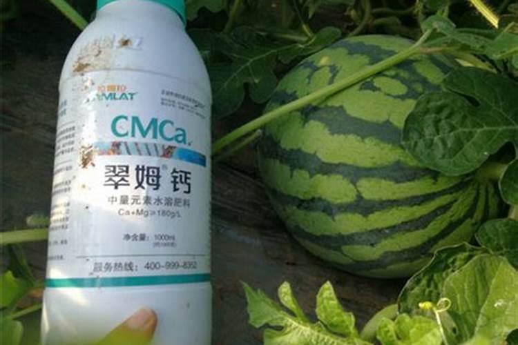 进口农药为什么没有治西瓜病毒病的农药。病毒真的是个难题。
