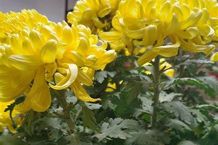 菊花有花苞的时候可以施肥吗