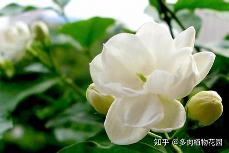 大青毛豆啥时播种较为合适,如何播种？