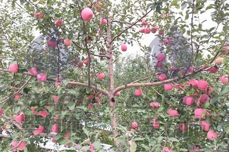 苹果树采摘后施什么肥好