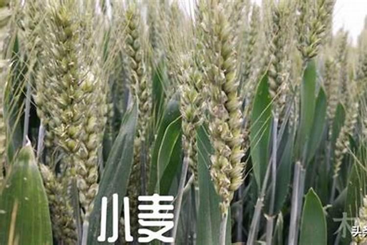 小麦追肥用硝酸磷好吗 什么时候使用效果好