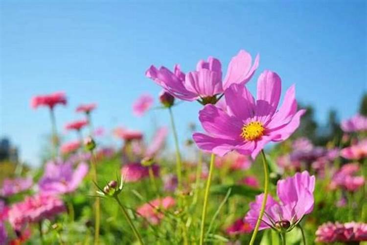 格桑花幼苗何时施肥