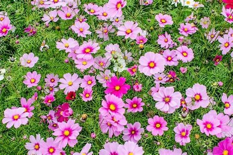格桑花怎么浇水施肥