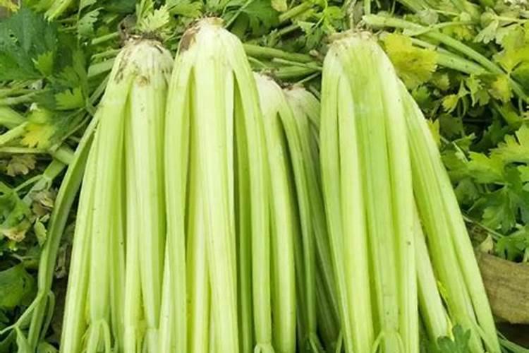西洋芹菜秋季栽培管理很重要,西洋芹菜秋季栽培管理要点有哪些？