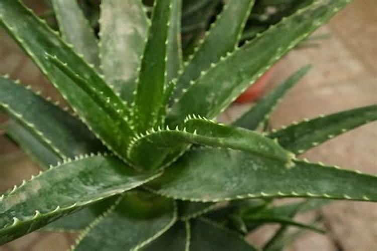家里芦荟开花后怎么办