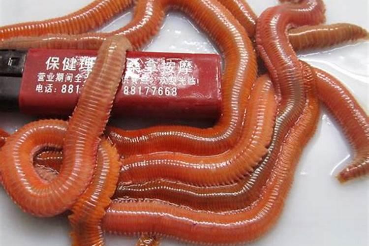 蚯蚓粪养花好吗？蚯蚓粪养花的方法和注意事项