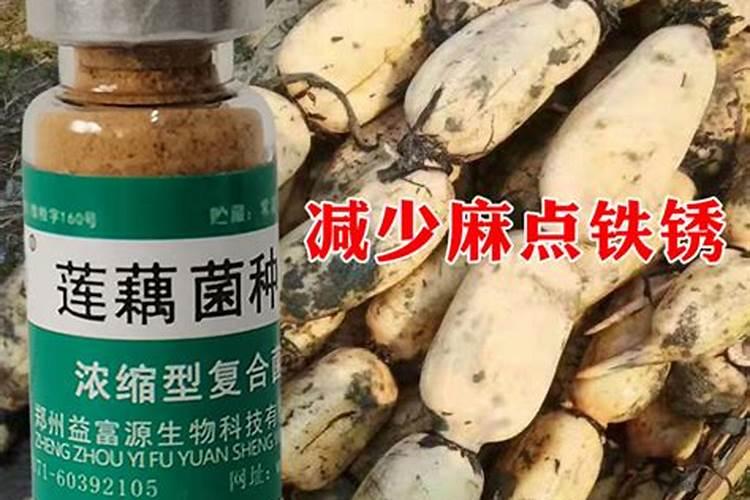 种藕用什么复合肥好 怎么施肥可以提高产量