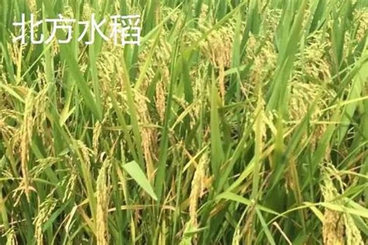 小麦灌浆期打什么叶面肥