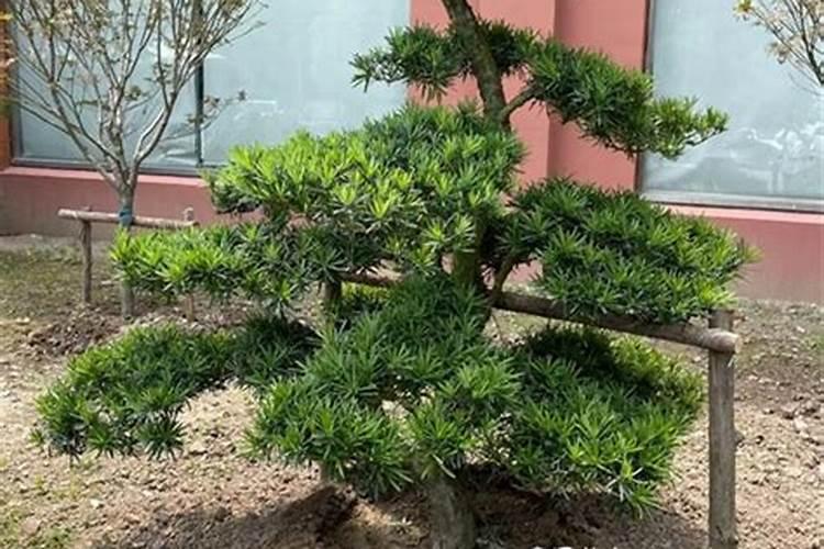 罗汉松该怎么养好？