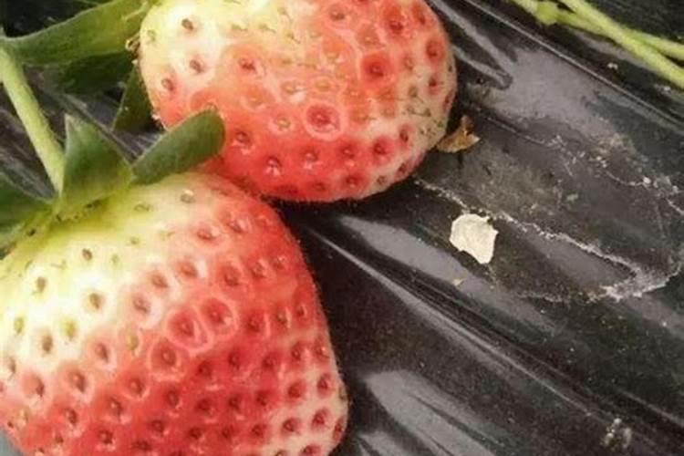 草莓叶子发红是什么原因