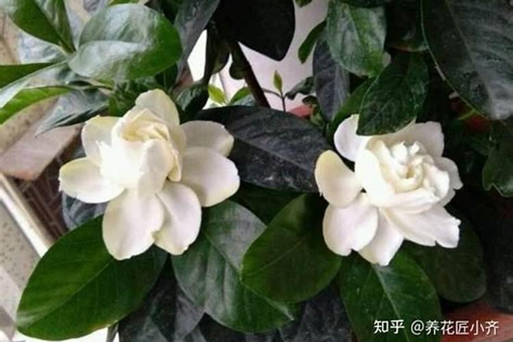 养栀子花的肥料 栀子花最好的肥料是什么怎么施