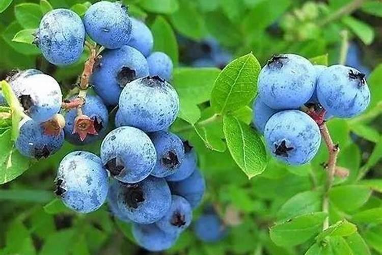 蓝莓开花结果期施什么肥好