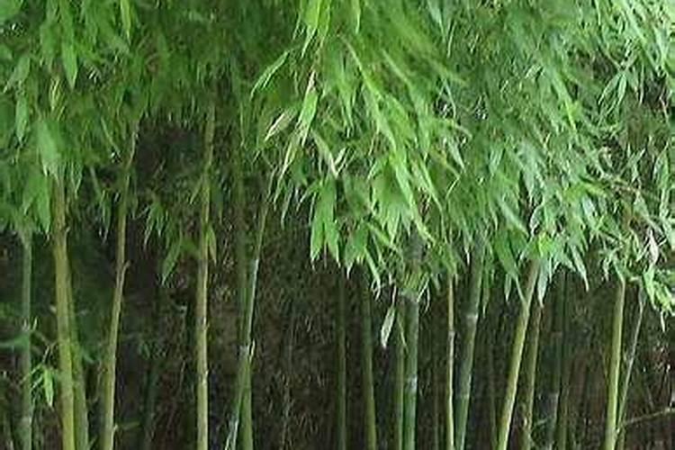 毛竹复合肥最佳比例