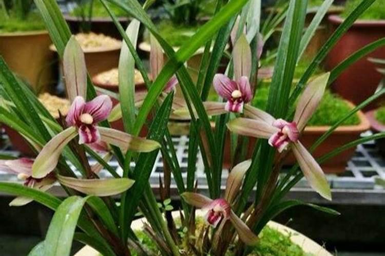 和君系放弃首个上市平台是真的吗？