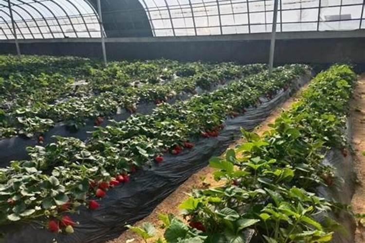 草莓施肥新选择:这款水溶肥真不错