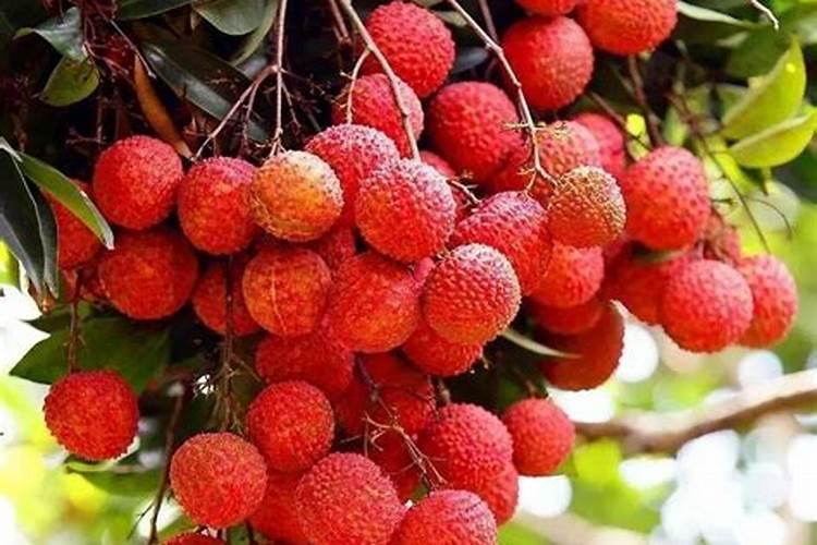 月季在什么时间施钙肥？